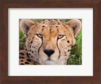 Cheetah, Serengeti National Park, Tanzania Fine Art Print