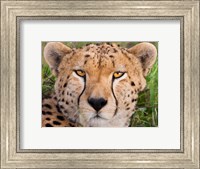 Cheetah, Serengeti National Park, Tanzania Fine Art Print