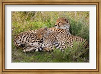 Cheetahs, Serengeti National Park, Tanzania Fine Art Print
