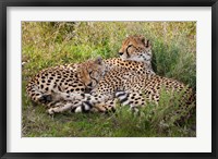 Cheetahs, Serengeti National Park, Tanzania Fine Art Print