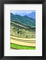 China, Yunnan, Yuanyang Co, Rice Terraces, Mount Ailo Fine Art Print