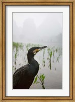 Cormorant by the Li River, China Fine Art Print