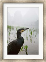 Cormorant by the Li River, China Fine Art Print
