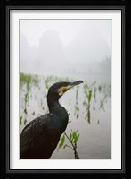 Cormorant by the Li River, China Fine Art Print