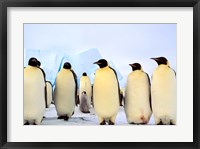 Emperor Penguins, Atka Bay, Weddell Sea, Antarctica Fine Art Print