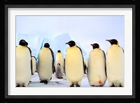 Emperor Penguins, Atka Bay, Weddell Sea, Antarctica Fine Art Print