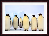 Emperor Penguins, Atka Bay, Weddell Sea, Antarctica Fine Art Print