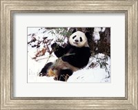 Giant Panda With Bamboo, Wolong Nature Reserve, Sichuan Province, China Fine Art Print
