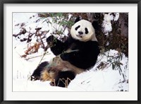 Giant Panda With Bamboo, Wolong Nature Reserve, Sichuan Province, China Fine Art Print