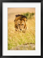 Adult male lion, Panthera leo, Masai Mara, Kenya Fine Art Print