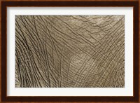 African Elephant skin, Masai Mara, Kenya Fine Art Print