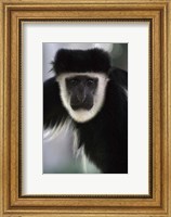Black and White Colobus Monkey, Lake Nakuru NP, Kenya Fine Art Print