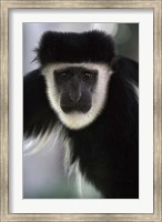 Black and White Colobus Monkey, Lake Nakuru NP, Kenya Fine Art Print