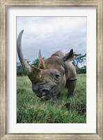 Black Rhinoceros, Kenya Fine Art Print
