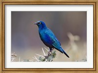 Blue-eared Glossy Starling bird, Lake Nakuru NP, Kenya Fine Art Print