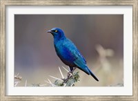 Blue-eared Glossy Starling bird, Lake Nakuru NP, Kenya Fine Art Print