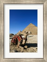 Camel at Cheops, The Great Pyramid, Khafre or Chephren Fine Art Print