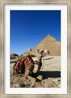 Camel at Cheops, The Great Pyramid, Khafre or Chephren Fine Art Print