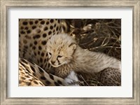Cheetah cub, Acinonyx jubatus, Masai Mara, Kenya Fine Art Print