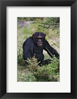 Chimpanzee, Sweetwater Chimpanzee Sanctuary, Kenya Fine Art Print