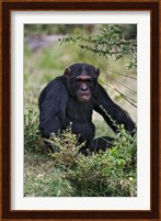 Chimpanzee, Sweetwater Chimpanzee Sanctuary, Kenya Fine Art Print