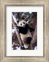 China, Giant Panda Bear, Wolong Nature Reserve Fine Art Print