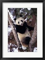 China, Giant Panda Bear, Wolong Nature Reserve Fine Art Print