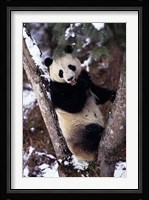 China, Giant Panda Bear, Wolong Nature Reserve Fine Art Print