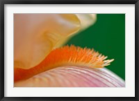 Close-up of hybrid Bearded Iris flower, Louisville, KY Fine Art Print