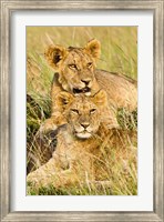 Group of lion cubs, Panthera leo, Masai Mara, Kenya Fine Art Print