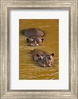 Hippopotamus in river, Masai Mara, Kenya Fine Art Print