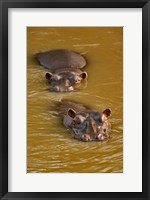 Hippopotamus in river, Masai Mara, Kenya Fine Art Print