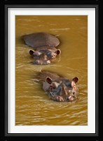 Hippopotamus in river, Masai Mara, Kenya Fine Art Print