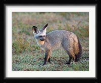 Bat-eared Fox, Serengeti, Tanzania Fine Art Print