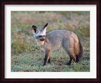 Bat-eared Fox, Serengeti, Tanzania Fine Art Print