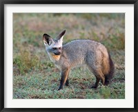 Bat-eared Fox, Serengeti, Tanzania Fine Art Print