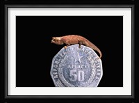 Brookesia Chameleon, Masoala Peninsula, Madagascar Fine Art Print
