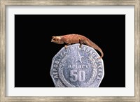 Brookesia Chameleon, Masoala Peninsula, Madagascar Fine Art Print