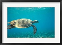 Hawksbill Turtle, Mayotte Island, Comoros, Africa Fine Art Print