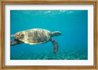 Hawksbill Turtle, Mayotte Island, Comoros, Africa Fine Art Print
