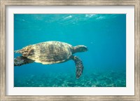 Hawksbill Turtle, Mayotte Island, Comoros, Africa Fine Art Print