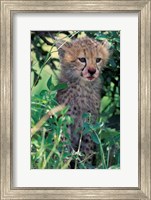 Cheetah Cub, Masai Mara Game Reserve, Kenya Fine Art Print
