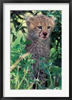 Cheetah Cub, Masai Mara Game Reserve, Kenya Fine Art Print