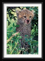 Cheetah Cub, Masai Mara Game Reserve, Kenya Fine Art Print
