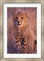 Cheetah, Phinda Reserve, South Africa Fine Art Print