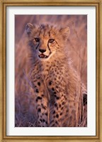Cheetah, Phinda Reserve, South Africa Fine Art Print