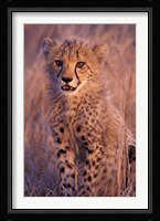 Cheetah, Phinda Reserve, South Africa Fine Art Print
