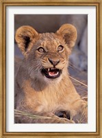 Close-Up of Lion, Okavango Delta, Botswana Fine Art Print