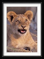 Close-Up of Lion, Okavango Delta, Botswana Fine Art Print