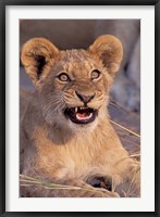 Close-Up of Lion, Okavango Delta, Botswana Fine Art Print